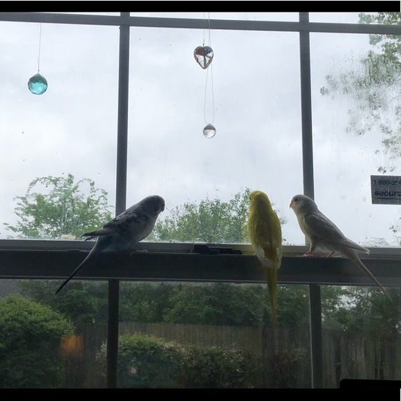 Meet your Posher, Allison - Picture 9 of 16